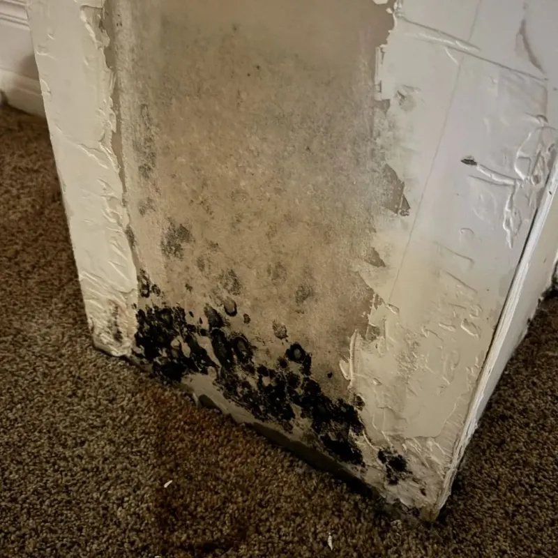 Professional Mold Removal in Sherwood, OH